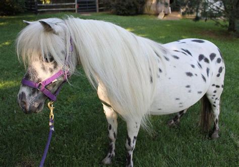 Since 1987, we have raised and sold minis all over the US. . Miniature horses for sale under 500
